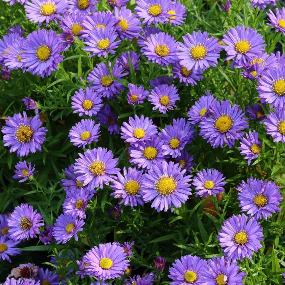 Steluta de toamna Aster Mittelmeer, perena decorativa cu flori albastre-violet, inflorire septembrie-octombrie, rezistenta frig,