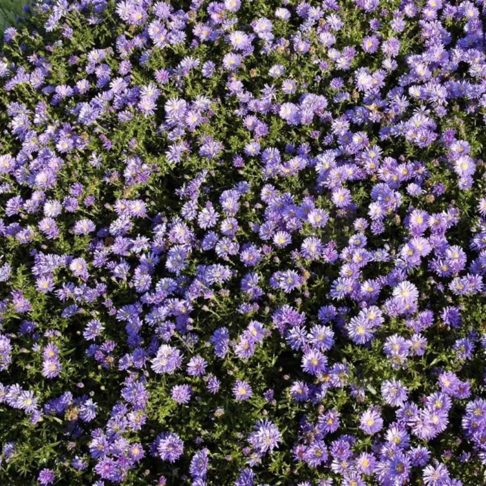 Steluta de toamna Aster Mittelmeer, perena decorativa cu flori albastre-violet, inflorire septembrie-octombrie, rezistenta frig,