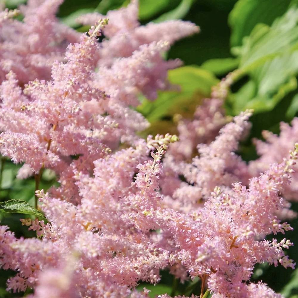 Astilbe Europa, cu flori roz