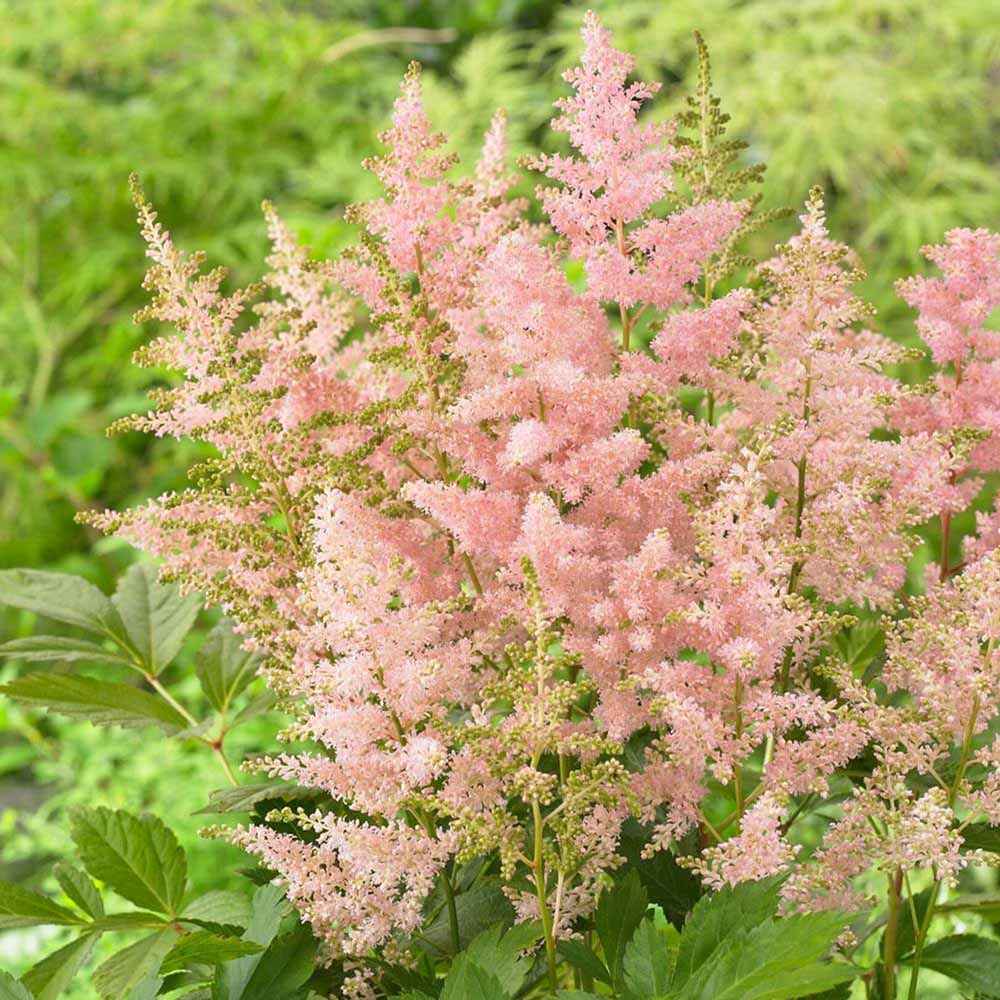 Astilbe Europa, cu flori roz