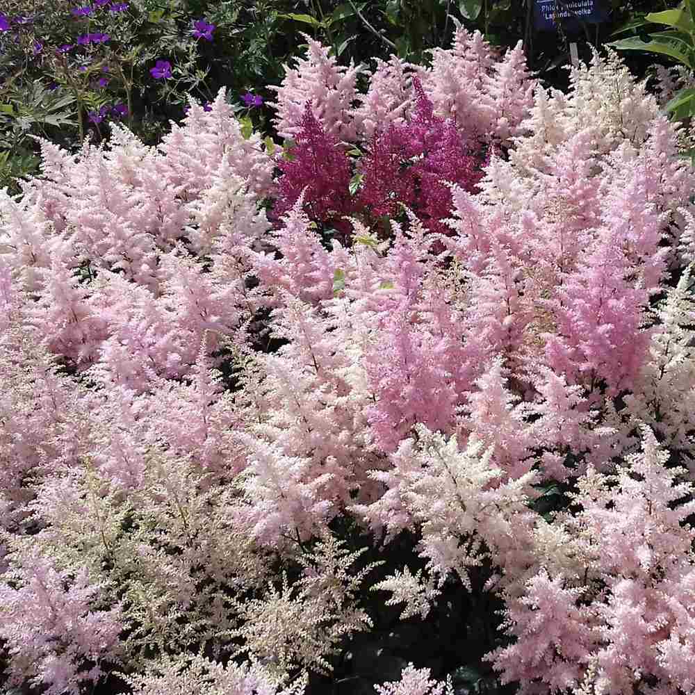 Astilbe Europa, cu flori roz