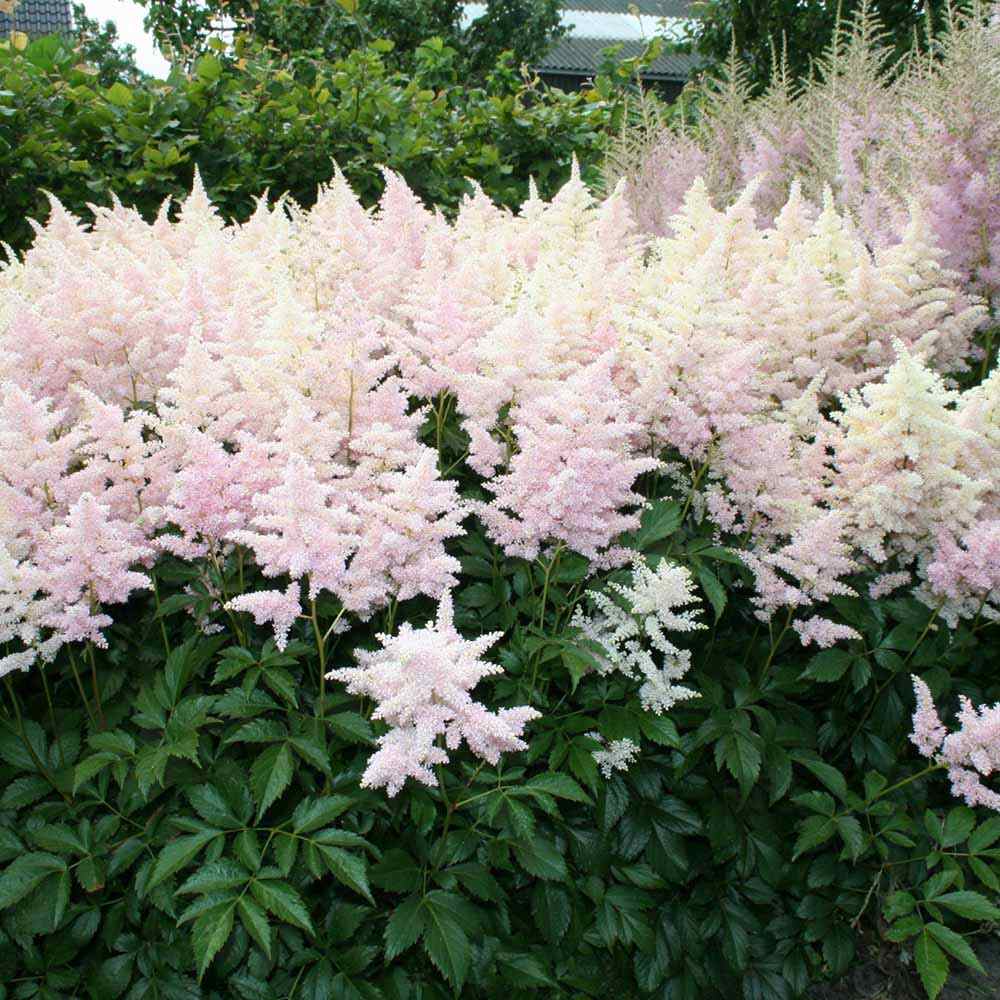 Astilbe Europa, cu flori roz