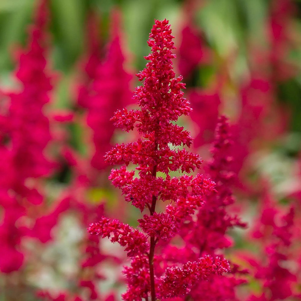 Astilbe Red Sentinel, cu flori rosu aprins