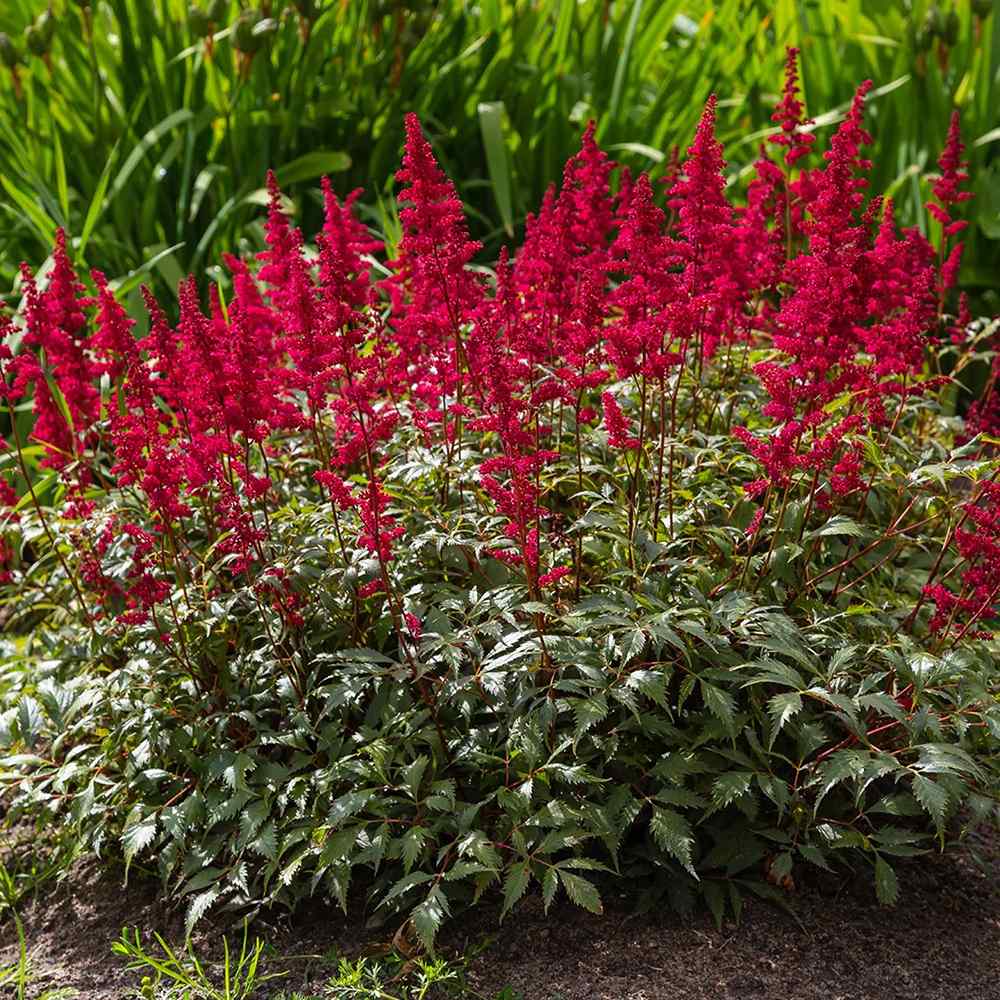 Astilbe Red Sentinel, cu flori rosu aprins
