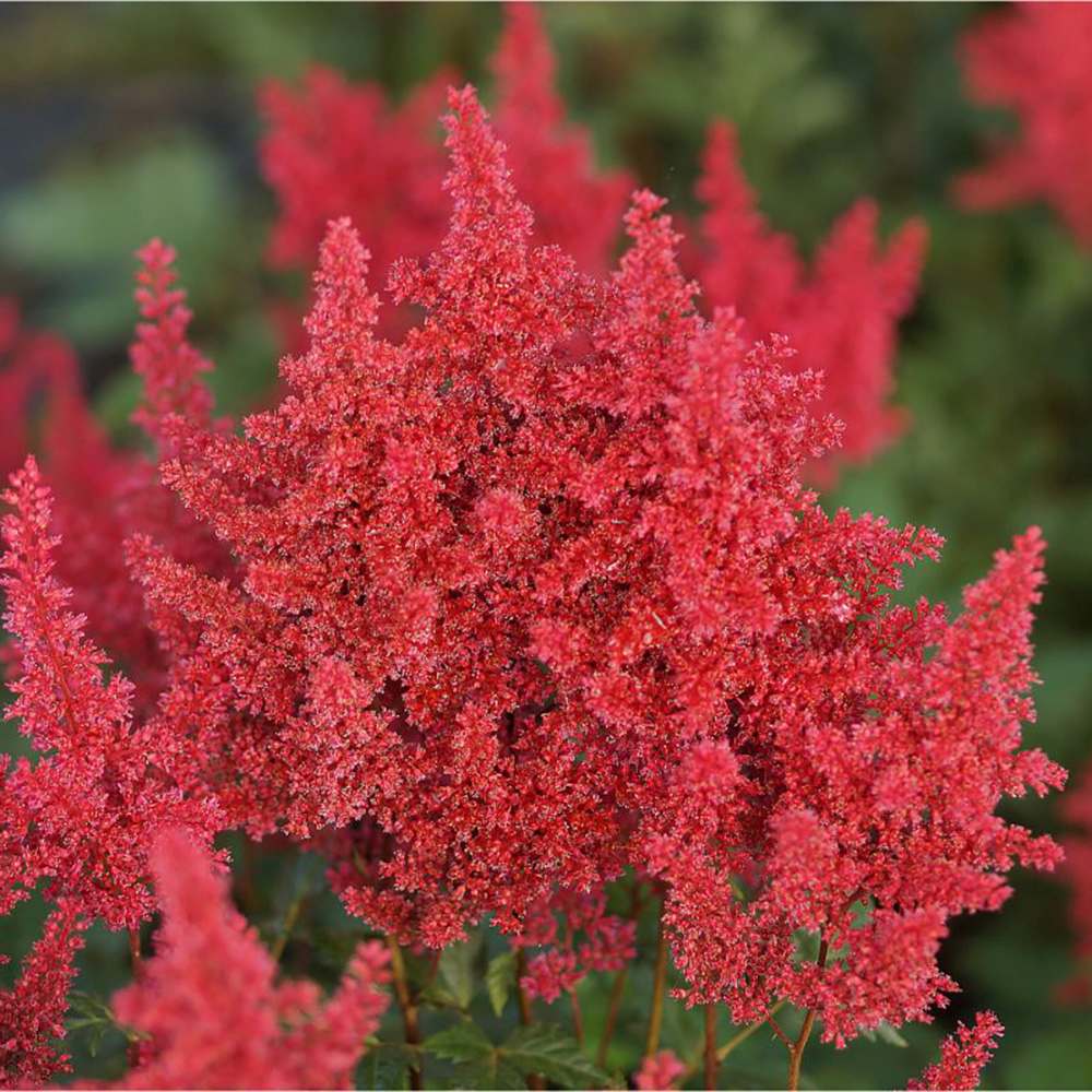 Astilbe Red Sentinel, cu flori rosu aprins