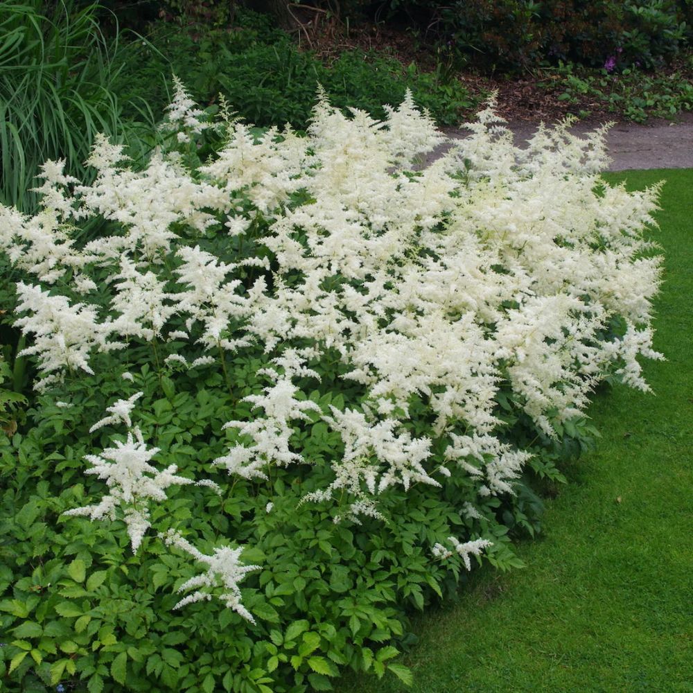 Astilbe Gladstone, flori albe elegante, planta de umbra, perena decorativa gradina