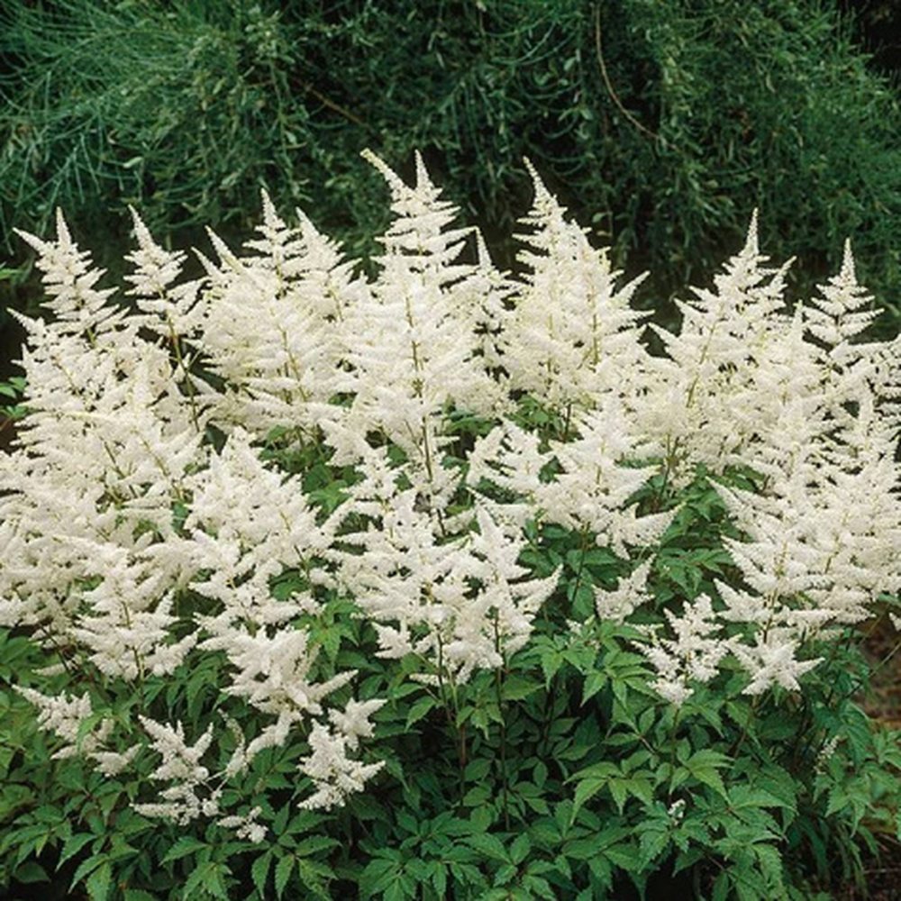 Astilbe Gladstone, flori albe elegante, planta de umbra, perena decorativa gradina