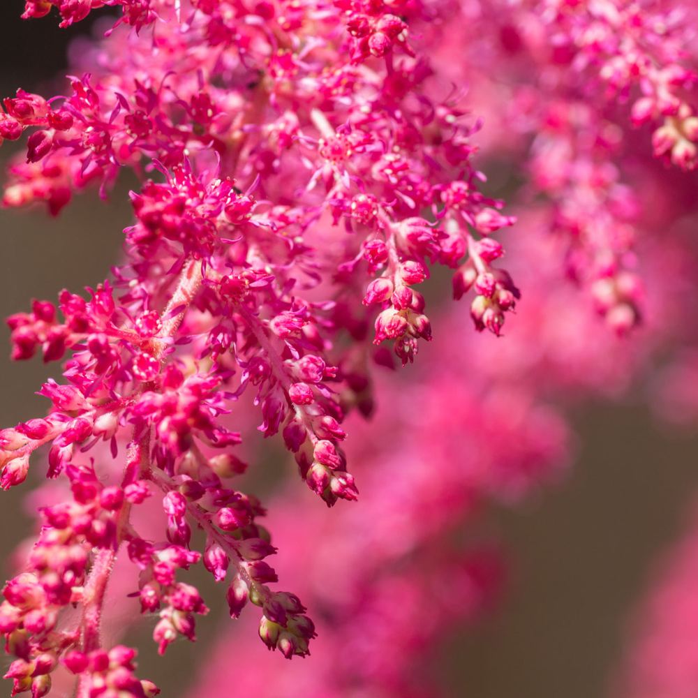 Astilbe Heavy Metal, planta perena umbra, flori roz spectaculoase