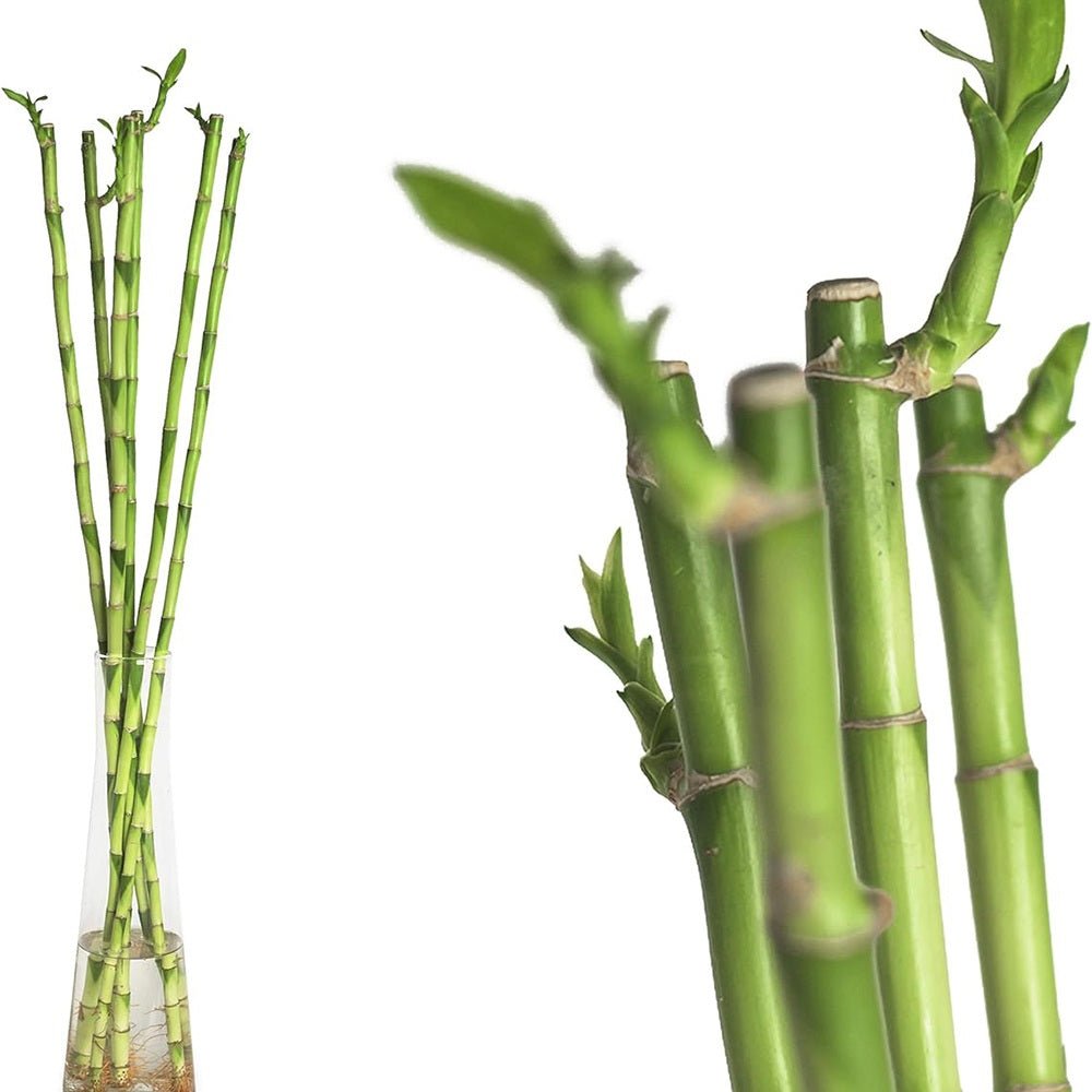 Bambus cu tulpina dreapta Lucky/Norocos - 100 cm