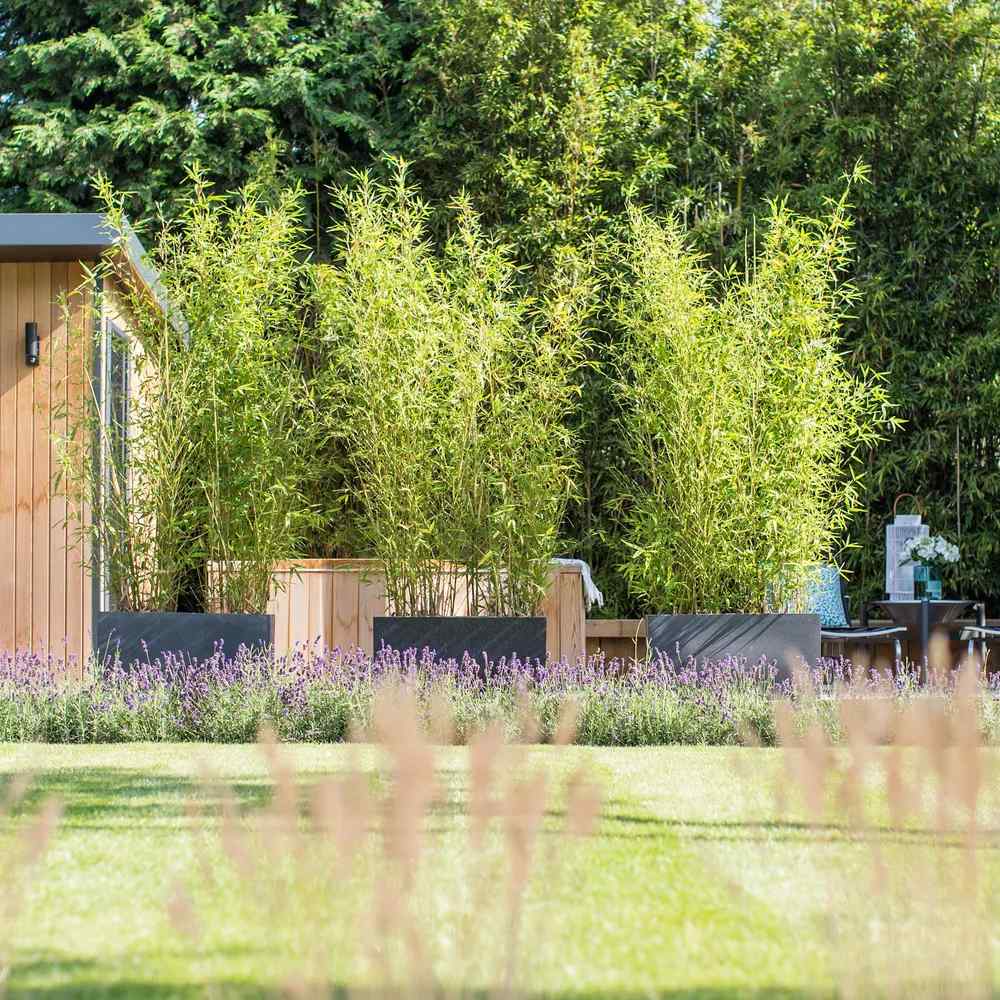 Bambus de Gradina Auriu (Phyllostachys Aurea), tulpini galbene, rezistent la frig, gard viu dens, crestere rapida