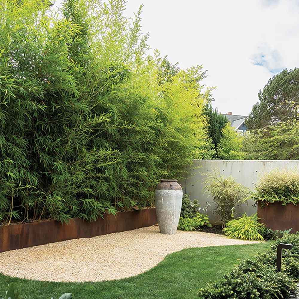 Bambus de Gradina Auriu (Phyllostachys Aurea), tulpini galbene, rezistent la frig, gard viu dens, crestere rapida