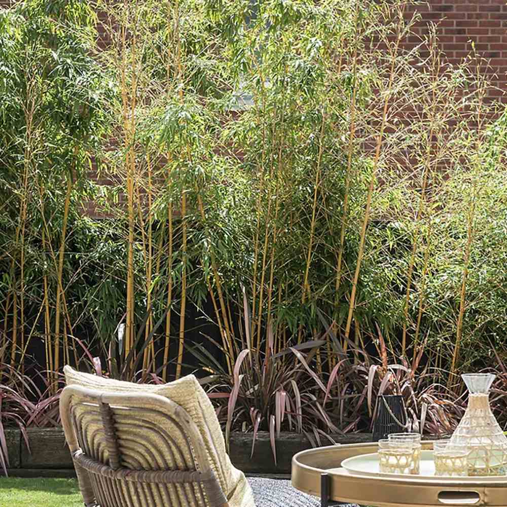 Bambus de Gradina Auriu (Phyllostachys Aurea), tulpini galbene, rezistent la frig, gard viu dens, crestere rapida