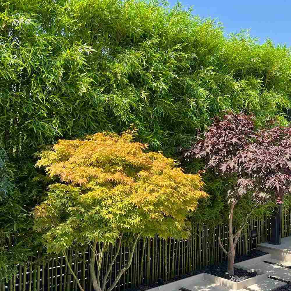 Bambus de Gradina Auriu (Phyllostachys Aurea), tulpini galbene, rezistent la frig, gard viu dens, crestere rapida