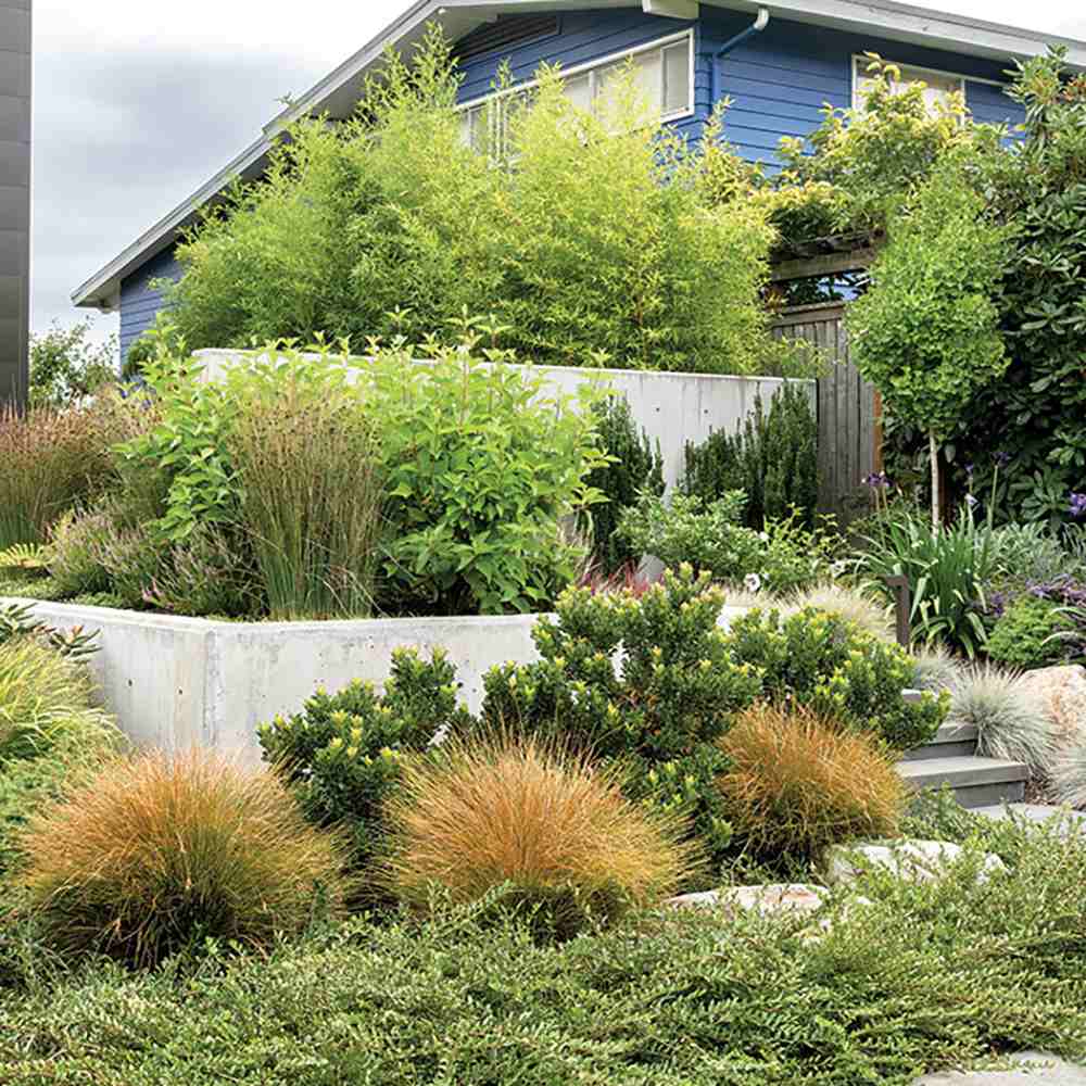 Bambus de Gradina Auriu (Phyllostachys Aurea), tulpini galbene, rezistent la frig, gard viu dens, crestere rapida