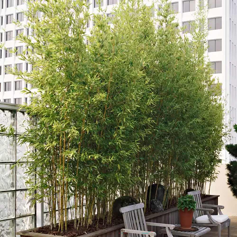 Bambus de Gradina Auriu (Phyllostachys Aurea), tulpini galbene, rezistent la frig, gard viu dens, crestere rapida