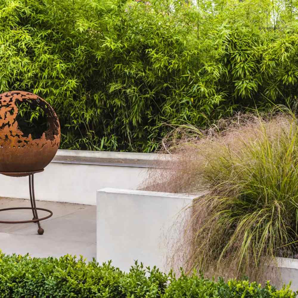 Bambus de gradina Rufa (Fargesia Rufa)- Neinvaziv