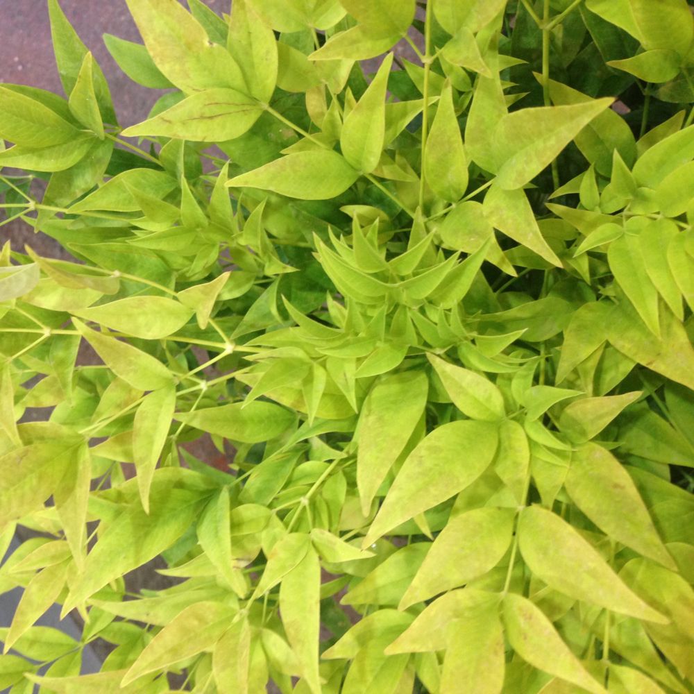 Bambusul Sacru Nandina Lemon-Lime