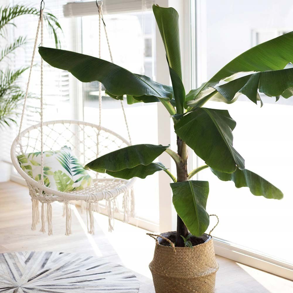 Bananier (Musa Tropicana) - 80 cm