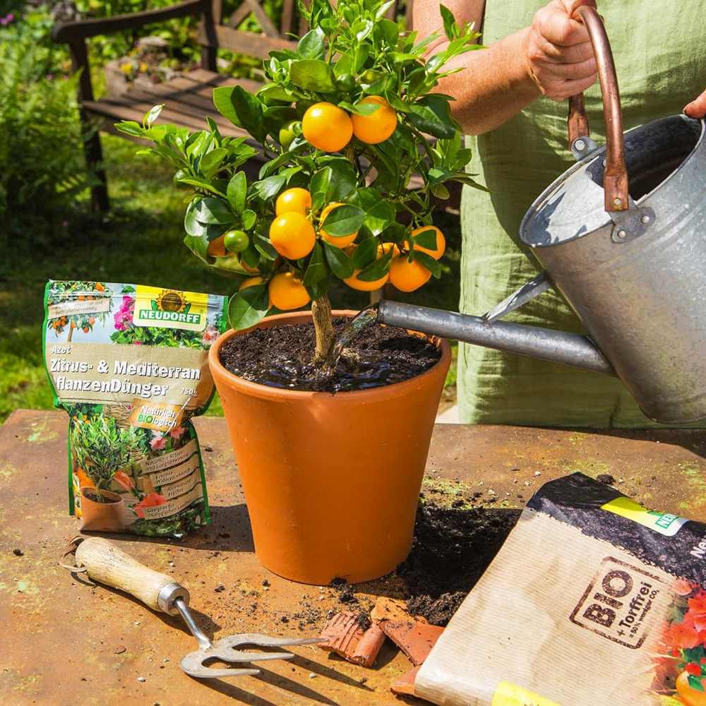 Batoane de Ingrasamant Azet pentru Plante Citrice si Mediteraneene, 40 buc, cu Efect Imediat si de Lunga Durata, Neudorff