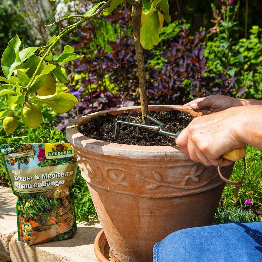 Batoane de Ingrasamant Azet pentru Plante Citrice si Mediteraneene, 40 buc, cu Efect Imediat si de Lunga Durata, Neudorff