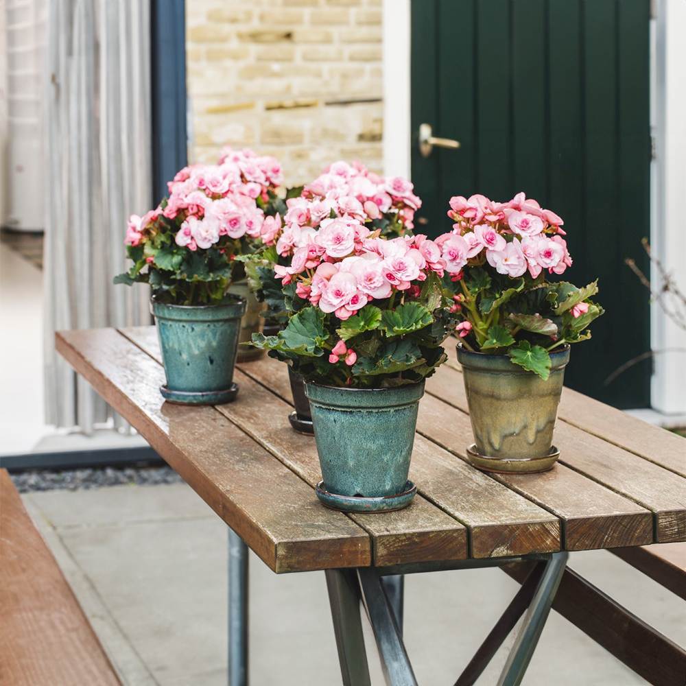 Begonia Elatilor Move 2 Joy Pink, planta de interior cu flori roz decorative