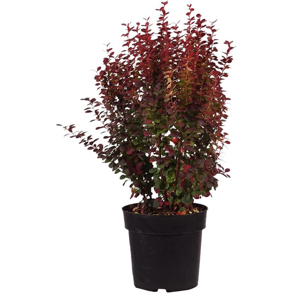 Dracila Columnara (Berberis Japoneza) Helmond Pillar, arbust decorativ rosu purpuriu, vertical, rezistent