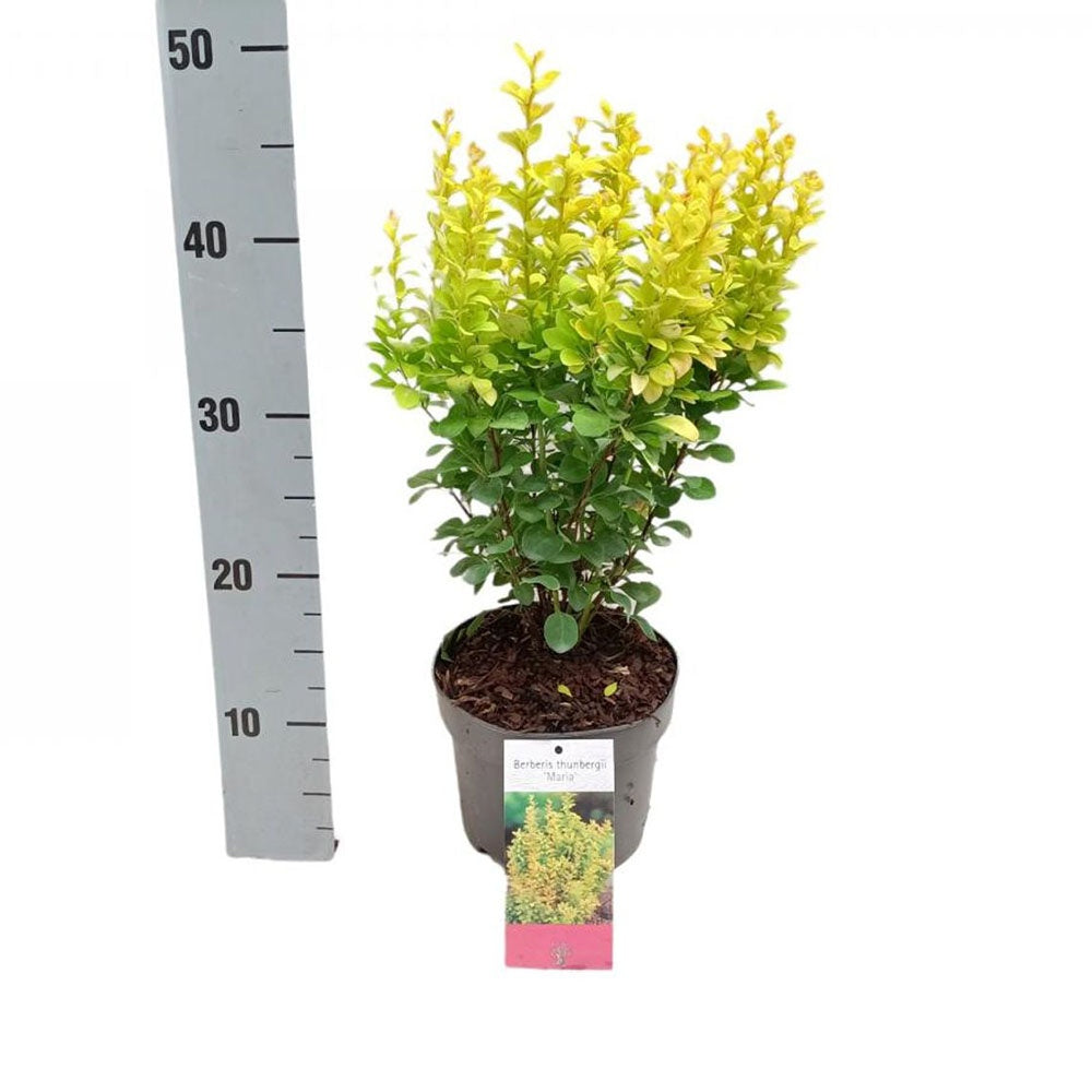 Dracila Berberis Japoneza Maria, arbust decorativ galben cu port vertical, gard viu mic sau plantare solitara