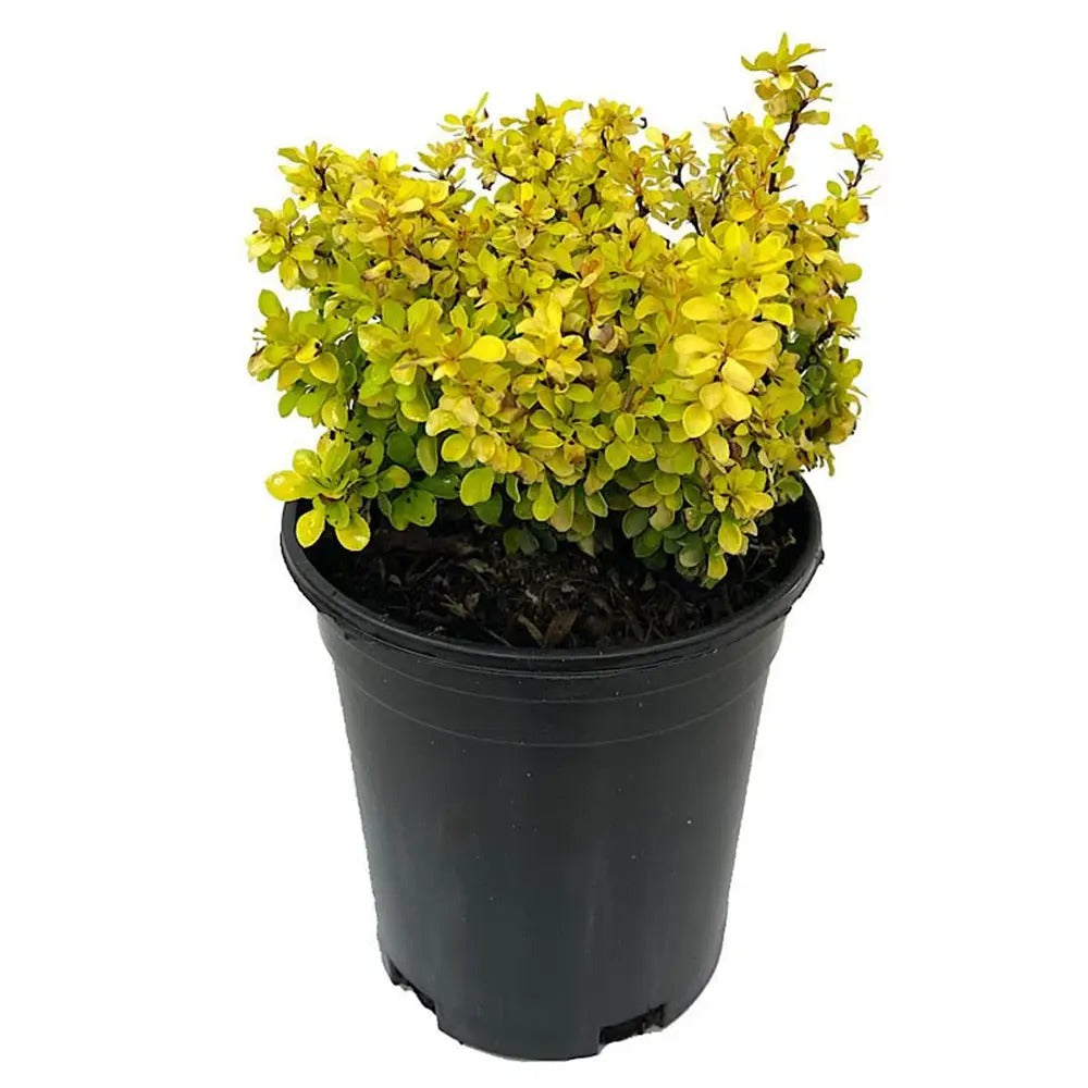 Dracila Berberis Japoneza Aurea, arbust decorativ galben, pentru gard viu sau borduri