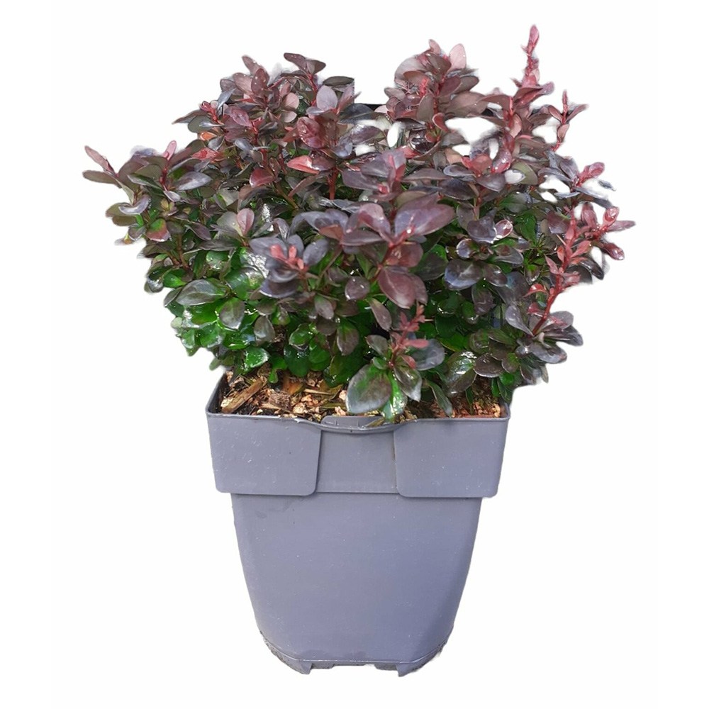 Dracila Berberis Japoneza Concorde, cu frunzis rosu-inchis, arbust compact, pentru borduri