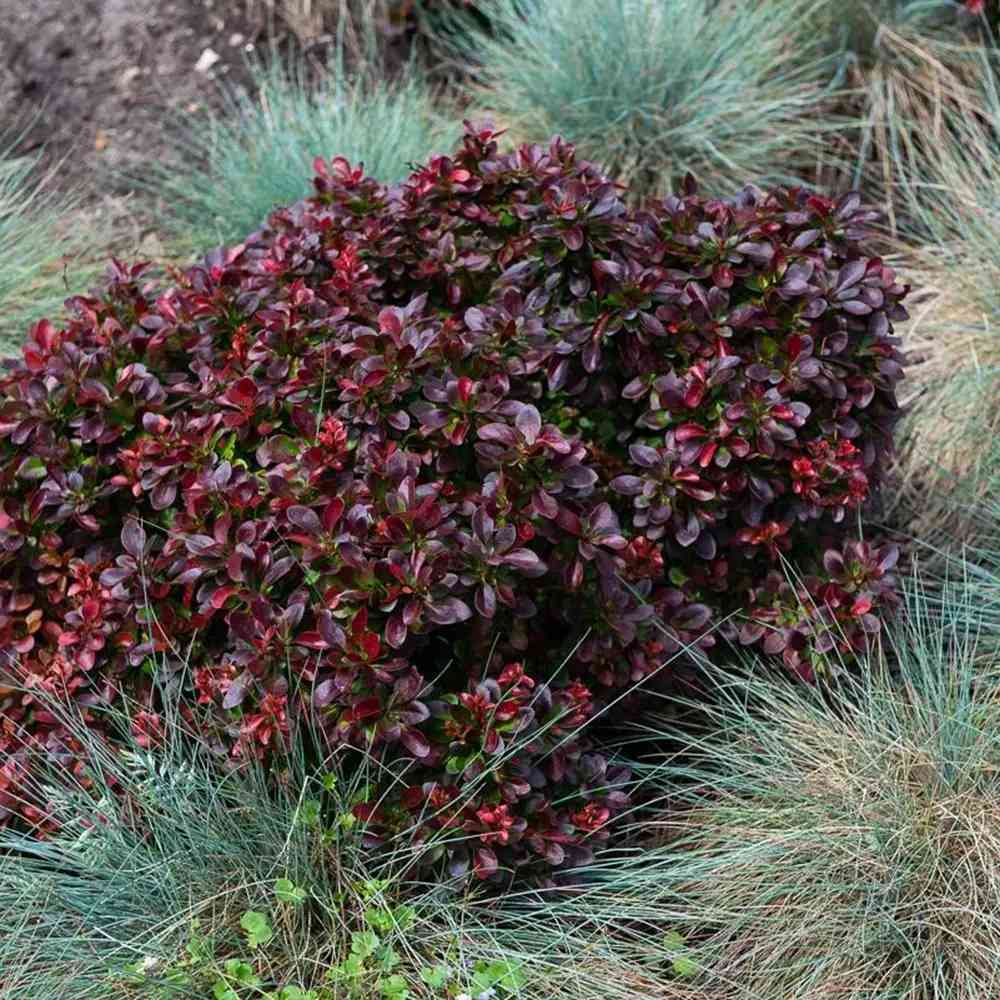Dracila Berberis Japoneza Concorde, cu frunzis rosu-inchis, arbust compact, pentru borduri