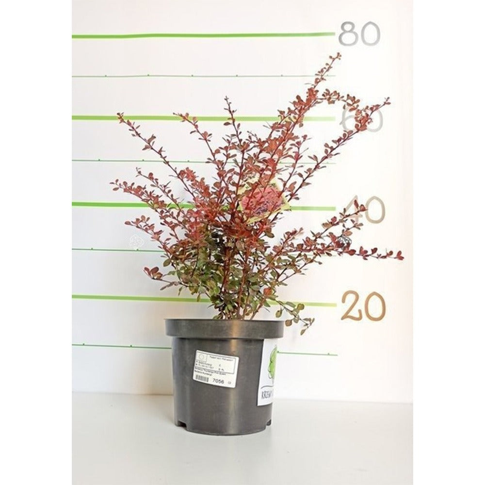 Dracila Berberis Japoneza Pink Queen, arbust decorativ cu frunze pestrite roz, rezistent iarna