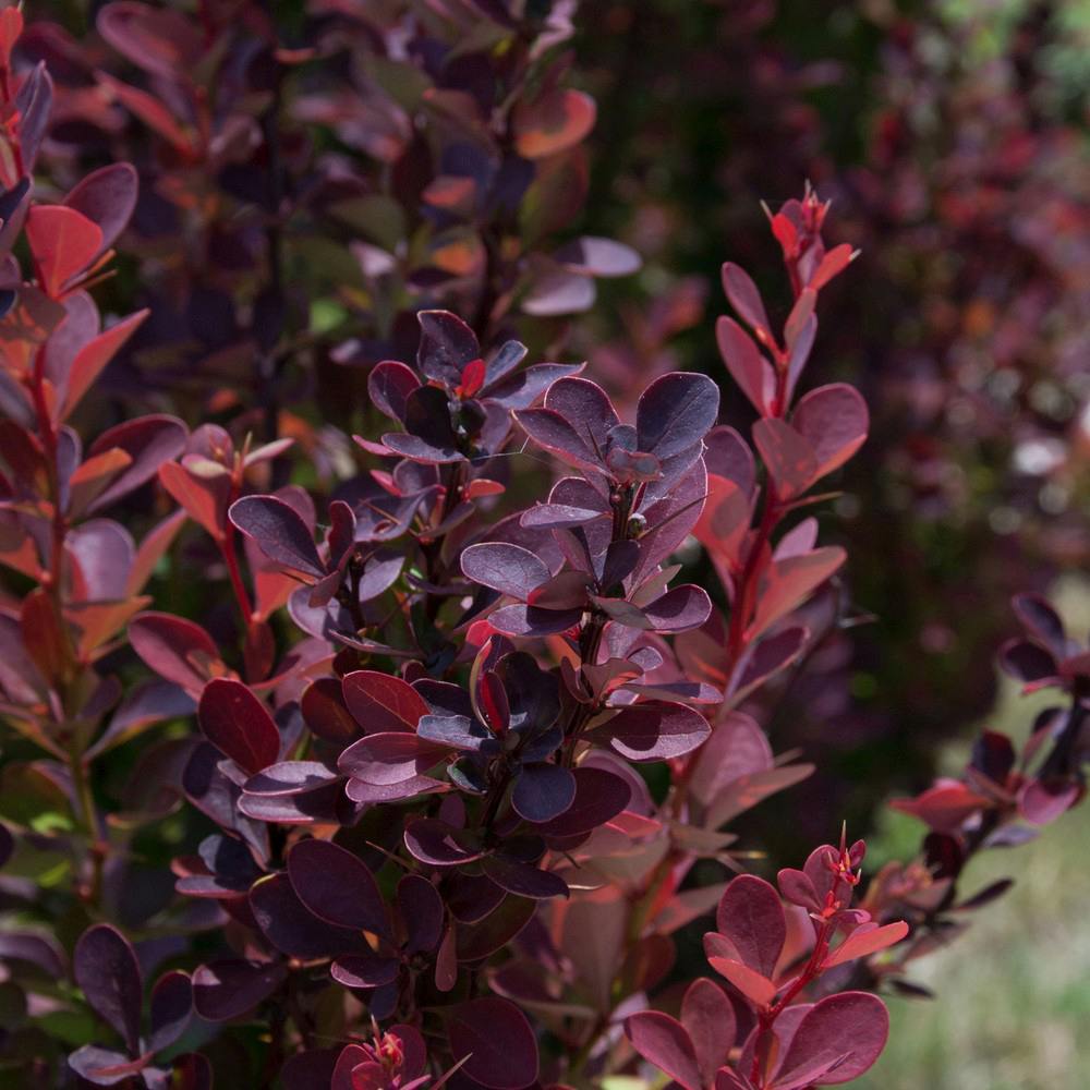 Dracila Columnara (Berberis Japoneza) Helmond Pillar, arbust decorativ rosu purpuriu, vertical, rezistent