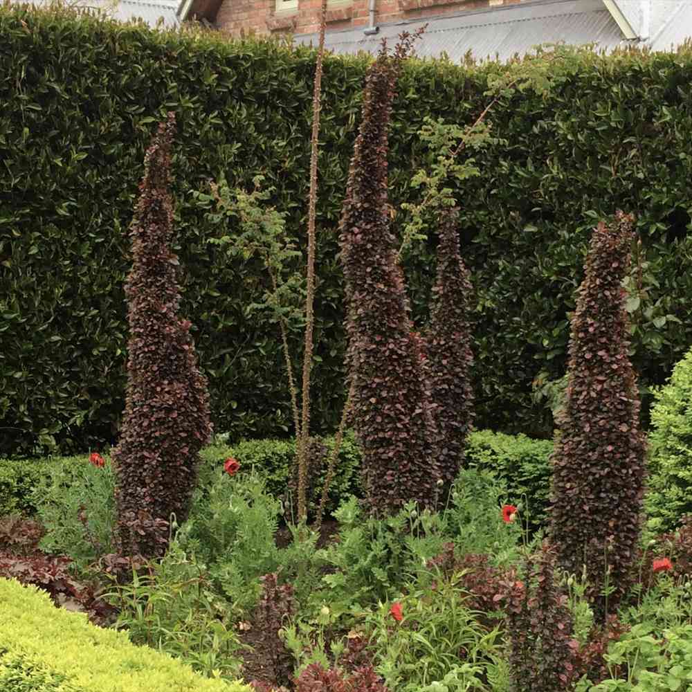 Dracila Columnara (Berberis Japoneza) Helmond Pillar, arbust decorativ rosu purpuriu, vertical, rezistent