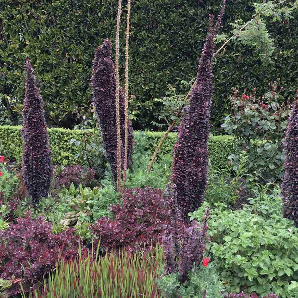 Dracila Columnara (Berberis Japoneza) Helmond Pillar, arbust decorativ rosu purpuriu, vertical, rezistent