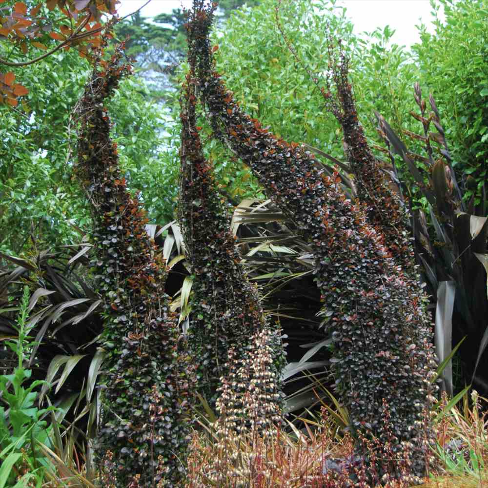 Dracila Columnara (Berberis Japoneza) Helmond Pillar, arbust decorativ rosu purpuriu, vertical, rezistent