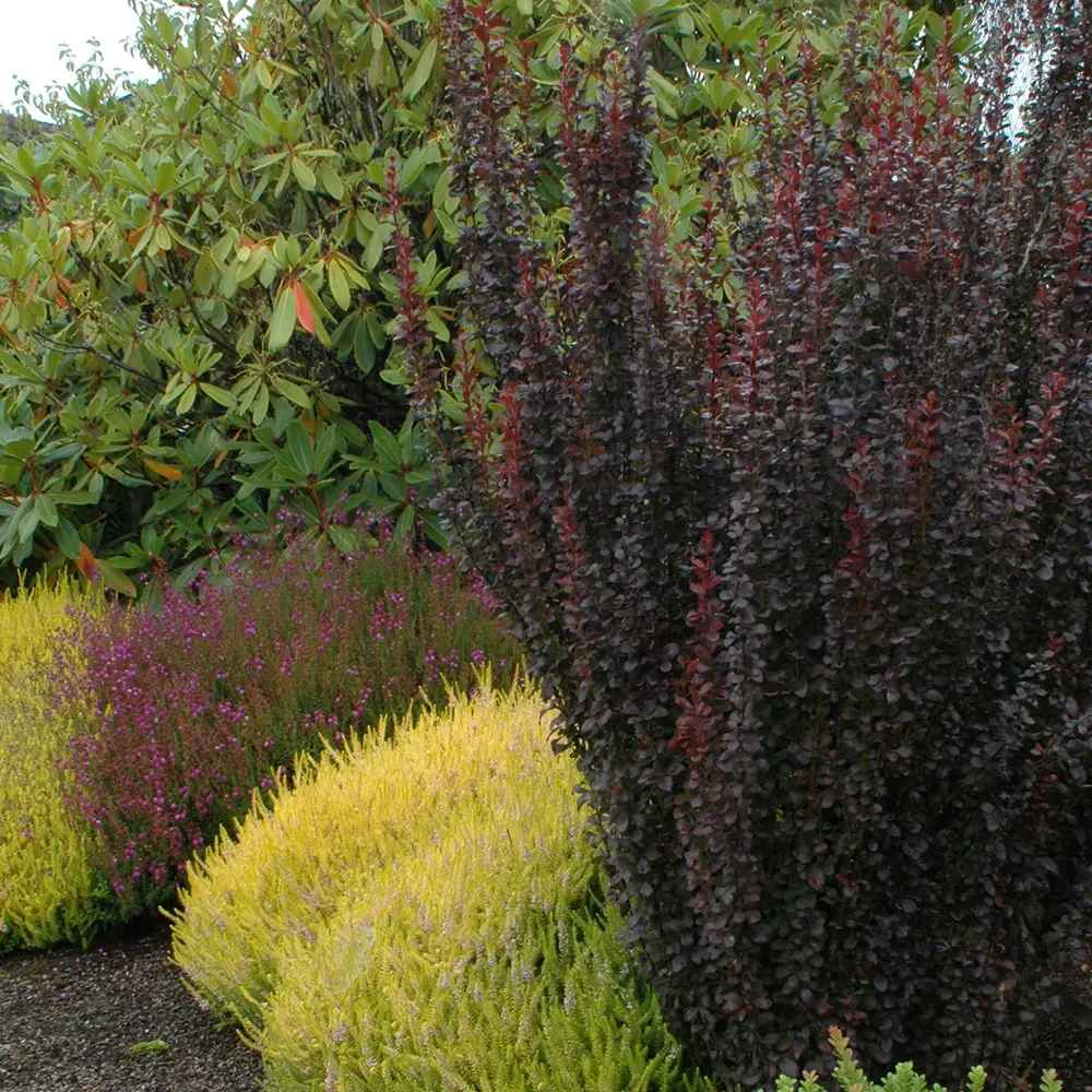 Dracila Columnara (Berberis Japoneza) Helmond Pillar, arbust decorativ rosu purpuriu, vertical, rezistent