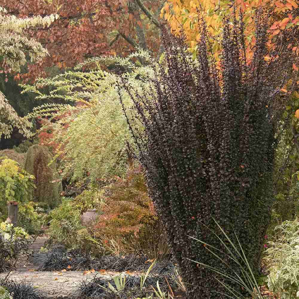Dracila Columnara (Berberis Japoneza) Helmond Pillar, arbust decorativ rosu purpuriu, vertical, rezistent