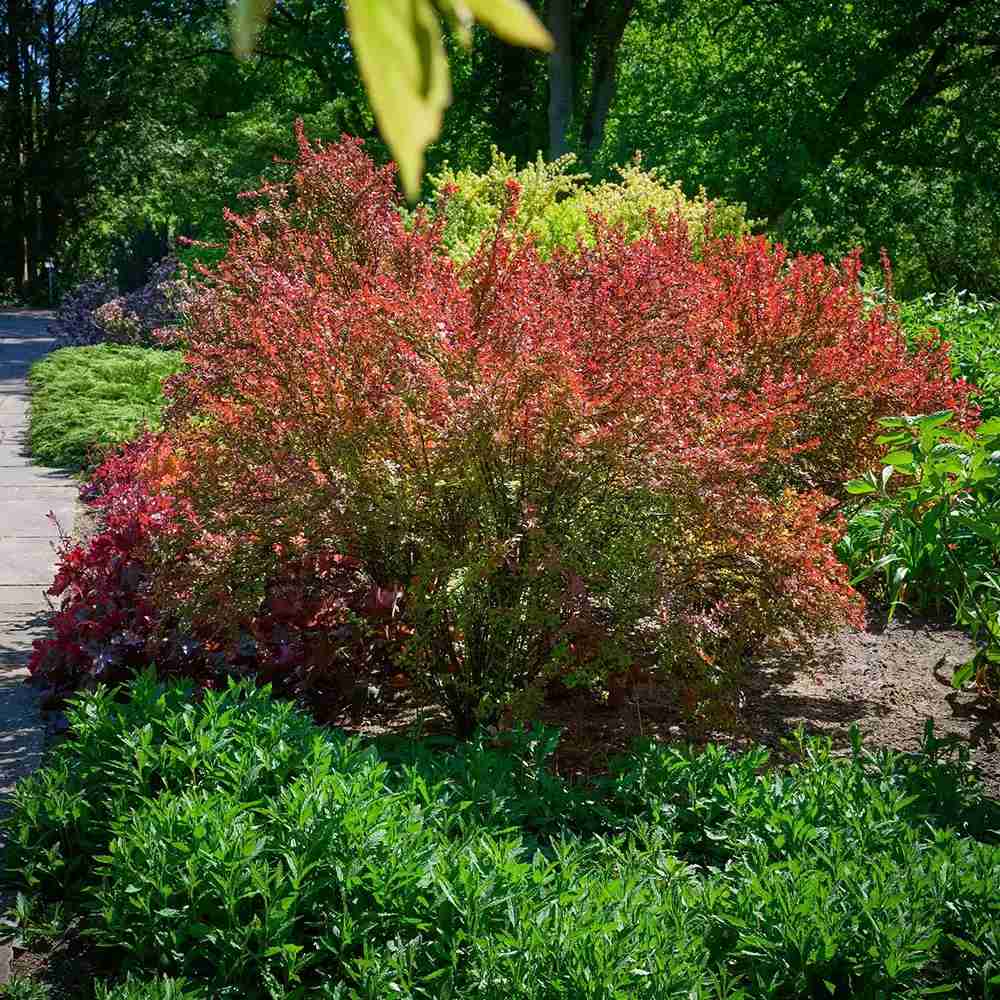 Dracila Berberis Japoneza Red Rocket, arbust decorativ rosu intens, rapid crescator