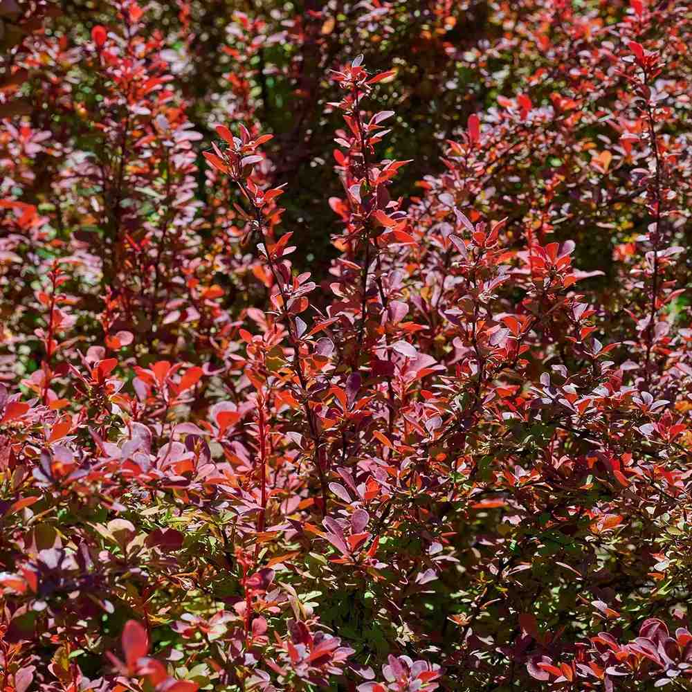 Dracila Berberis Japoneza Red Rocket, arbust decorativ rosu intens, rapid crescator