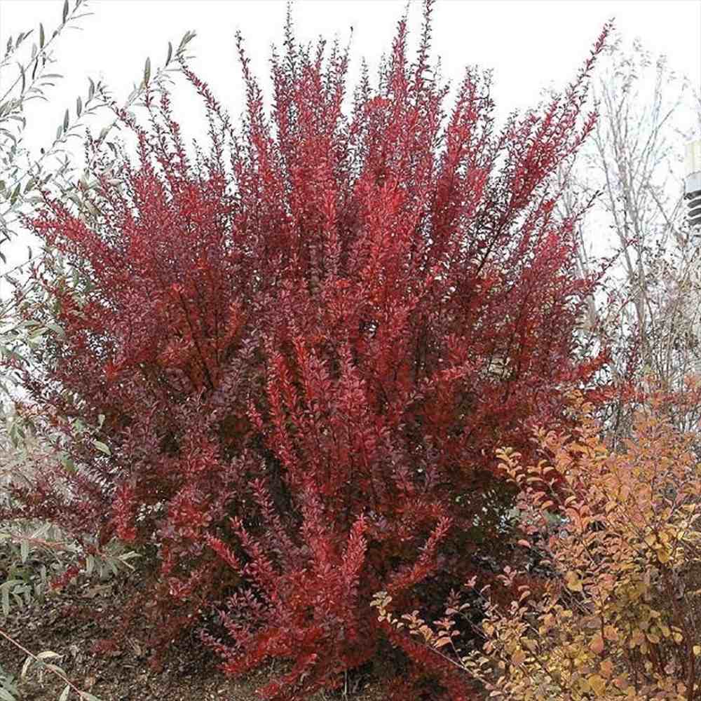 Dracila Berberis Japoneza Red Rocket, arbust decorativ rosu intens, rapid crescator