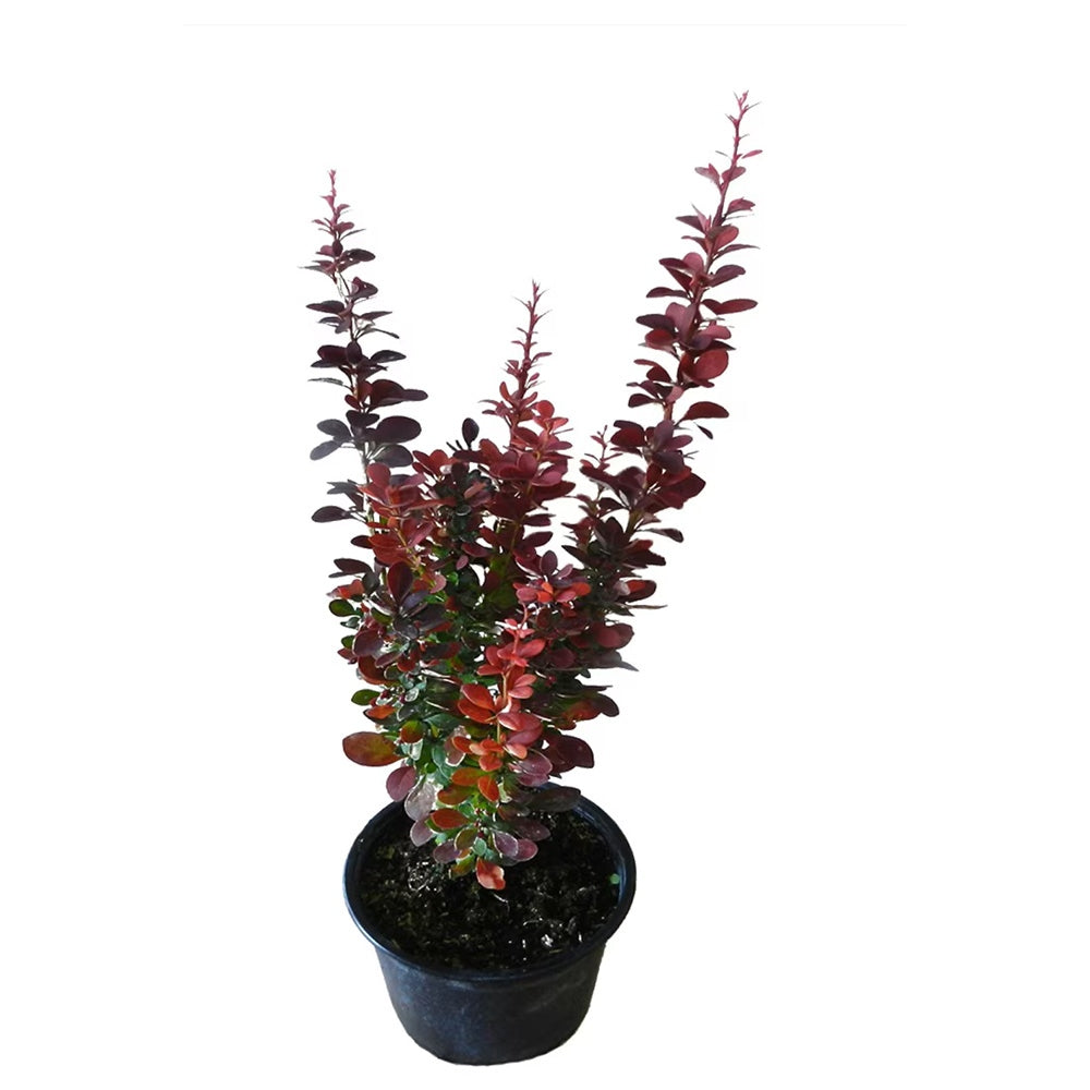 Dracila Berberis Japoneza Red Rocket, arbust decorativ rosu intens, rapid crescator