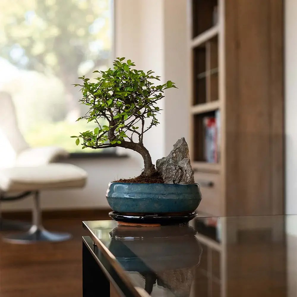 Aranjament Bonsai Ulm Japonez Zelkova, 50 cm, bonsai copac mini, frunzis zimtat, cadou perfect