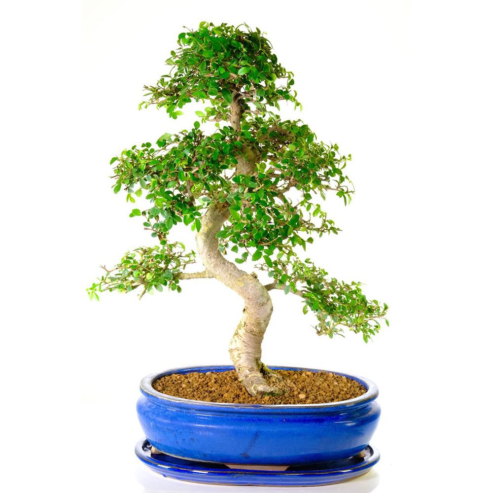 Aranjament Bonsai Ulm Japonez Zelkova, 50 cm, bonsai copac mini, frunzis zimtat, cadou perfect