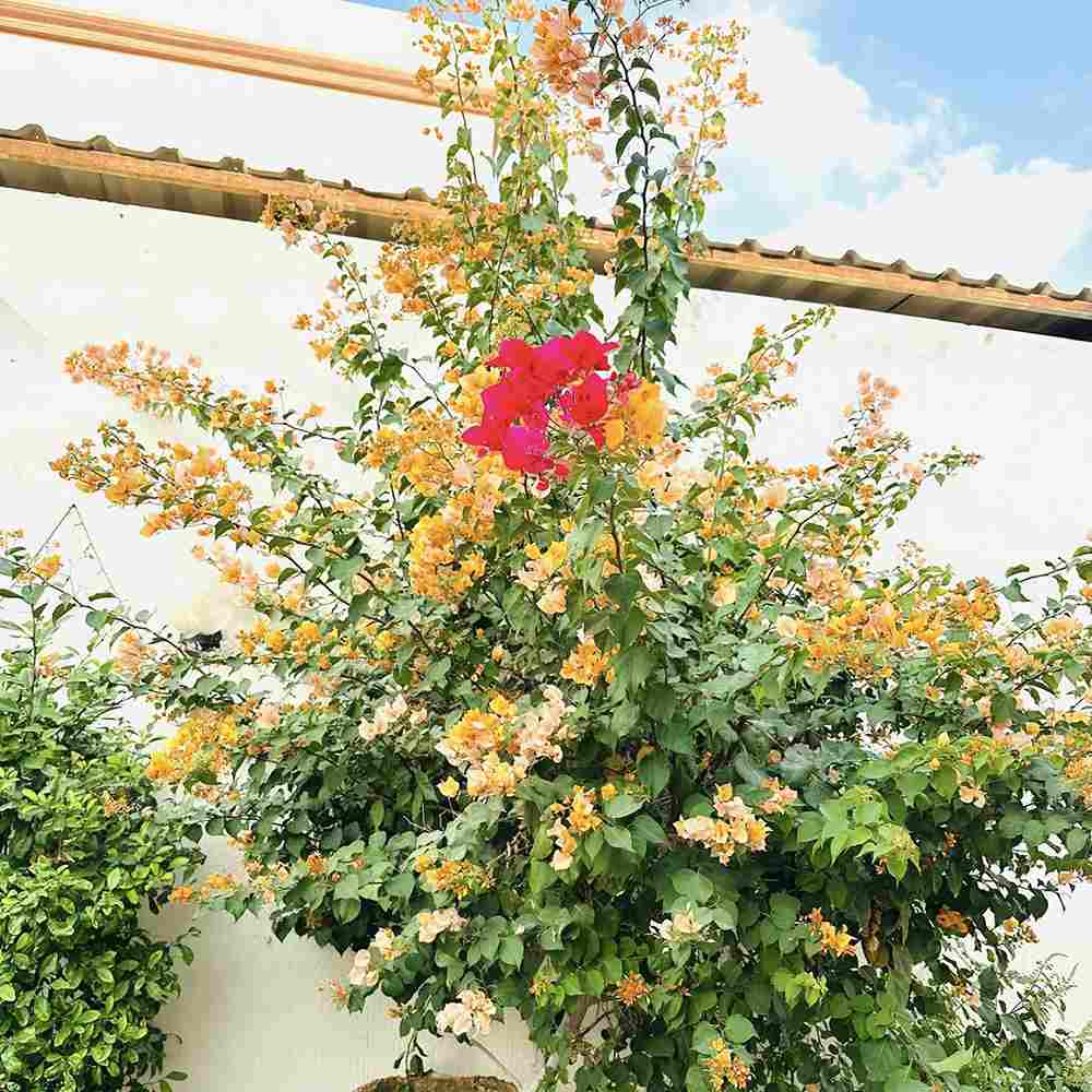 Floarea de Hartie Bougainvillea, cu flori portocalii, inflorire abundenta, planta curgatoare rapida pentru terase si ghivece mari