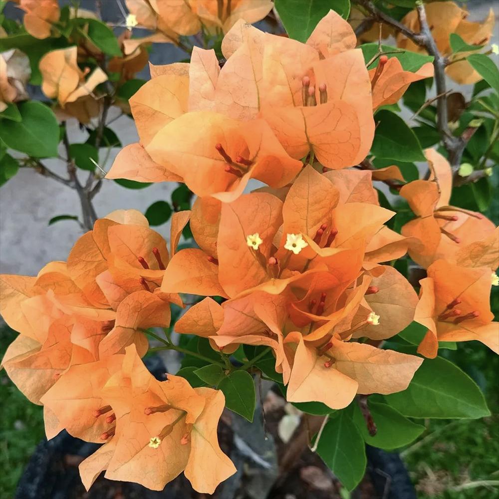 Floarea de Hartie Bougainvillea, cu flori portocalii, inflorire abundenta, planta curgatoare rapida pentru terase si ghivece mari