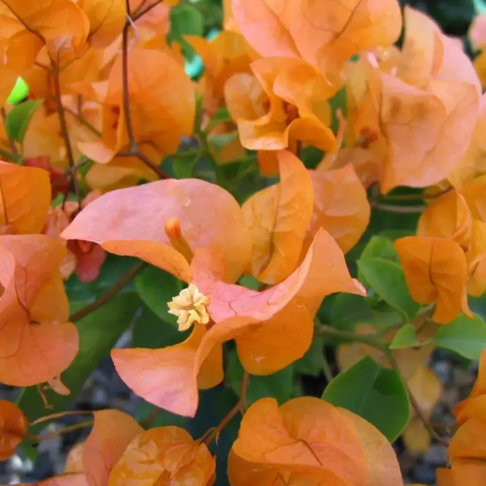 Floarea de Hartie Bougainvillea, cu flori portocalii, inflorire abundenta, planta curgatoare rapida pentru terase si ghivece mari