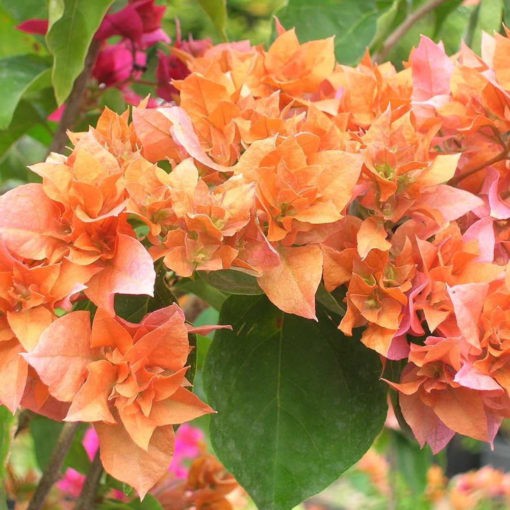 Floarea de Hartie Bougainvillea, cu flori portocalii, inflorire abundenta, planta curgatoare rapida pentru terase si ghivece mari