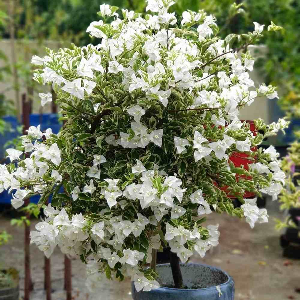 Floarea de Hartie Bougainvillea, cu flori albe, inflorire abundenta, planta curgatoare rapida pentru terase si ghivece mari