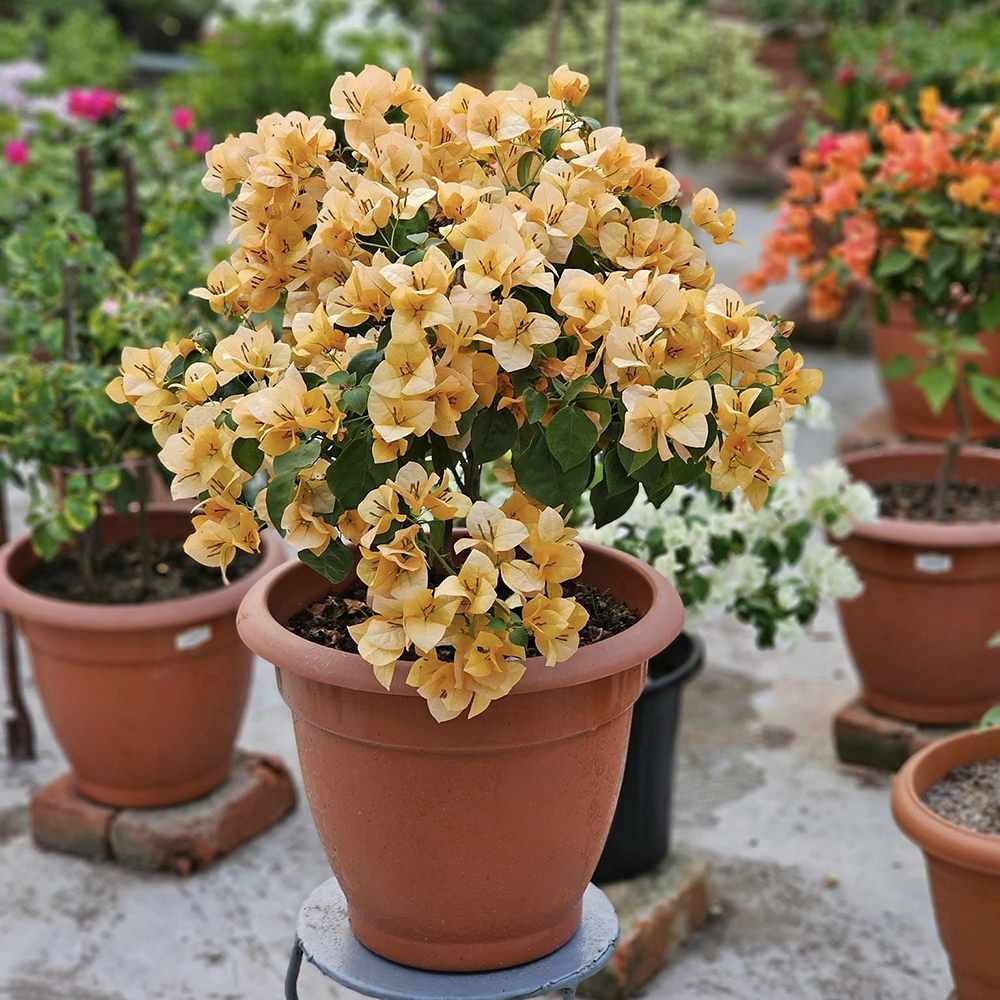 Floarea de Hartie Bougainvillea, cu flori galbene, inflorire abundenta, planta curgatoare rapida pentru terase si ghivece mari