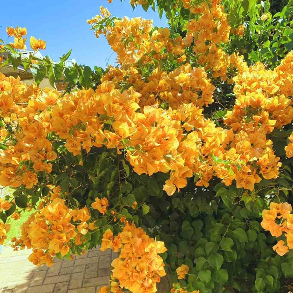 Floarea de Hartie Bougainvillea, cu flori galbene, inflorire abundenta, planta curgatoare rapida pentru terase si ghivece mari